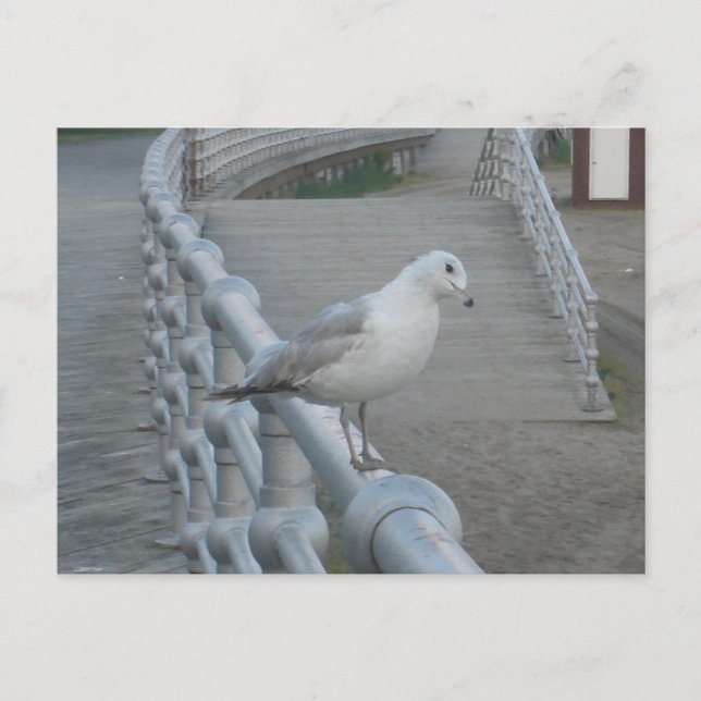 Fiskmås Bird Vykort (Framsida)
