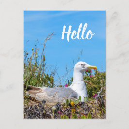 Fiskmås Birds Hej Vykort