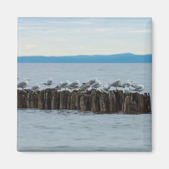 Fiskmås-bryttid Magnet (Framsidan)