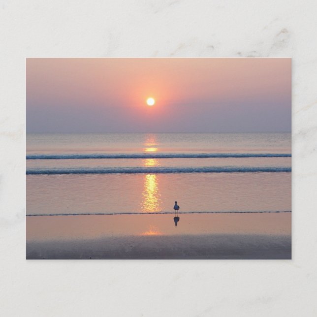 Fiskmås Daytona Beach FL Ocean Sunrise-vykort Vykort (Framsida)