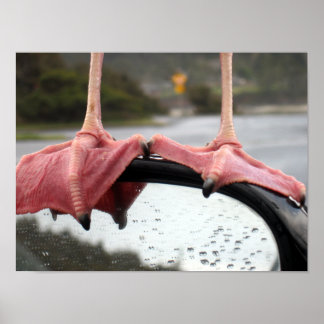 Fiskmås Feet Poster