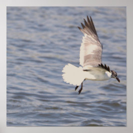 Fiskmås Flygande Poster