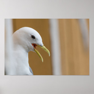 Fiskmås-foto Poster