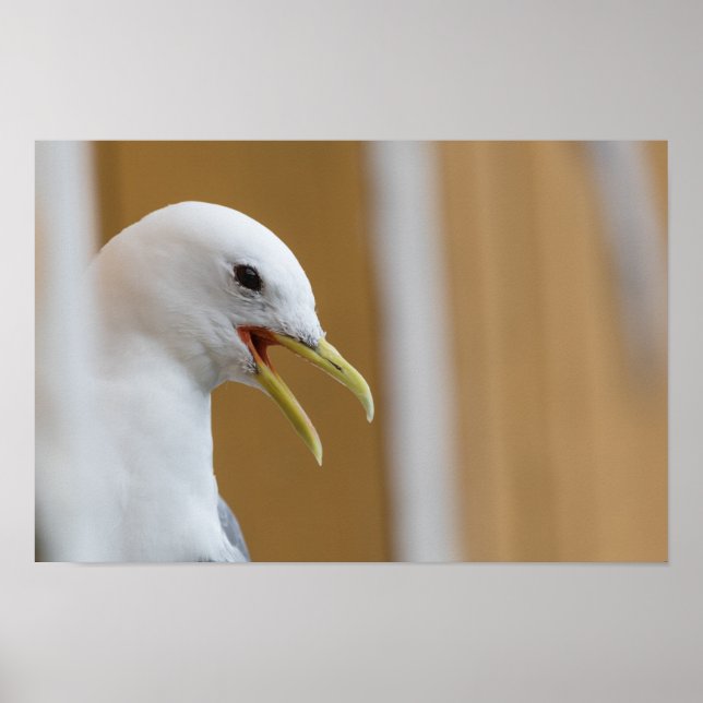 Fiskmås-foto Poster (Framsidan)