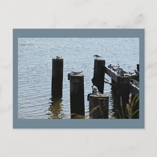 Fiskmås fotovykort vykort (Framsida)