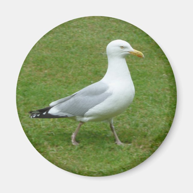 Fiskmås går i parken magnet (Framsidan)