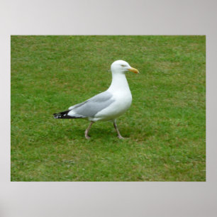 Fiskmås går i parken poster