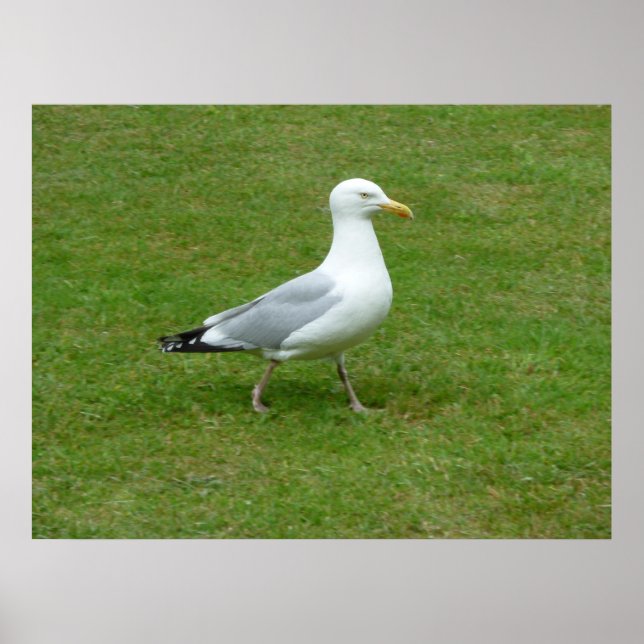 Fiskmås går i parken poster (Framsidan)