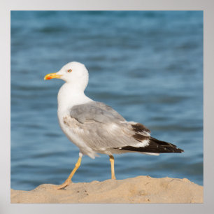 Fiskmås går på stranden poster