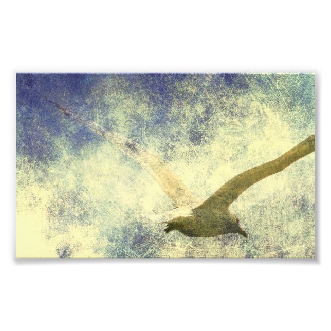 Fiskmås Grunge Fototryck (Framsidan)