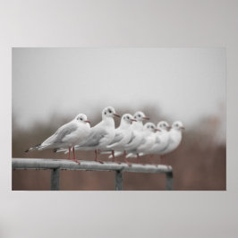 Fiskmås-gruppen Poster