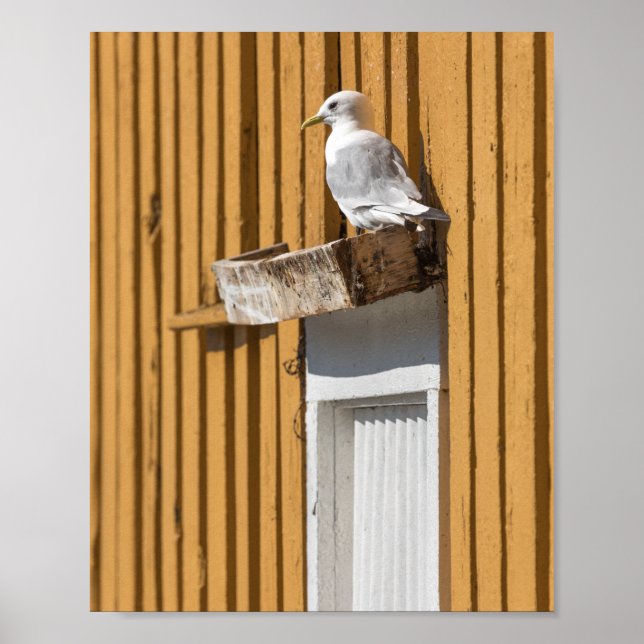 Fiskmås Gult House Poster (Framsidan)