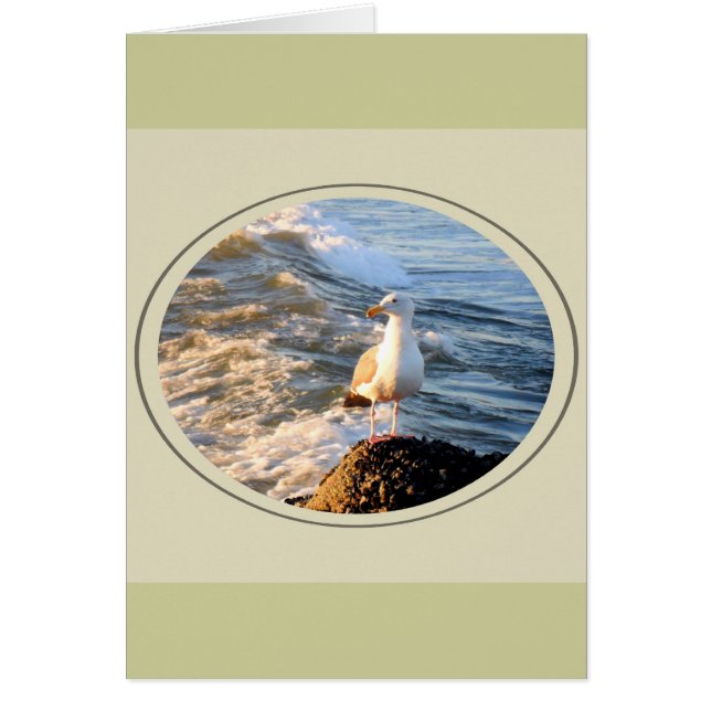Fiskmås Hälsningskort (Framsidan)