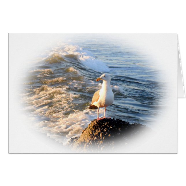 Fiskmås Hälsningskort (Framsidan Horizontal)