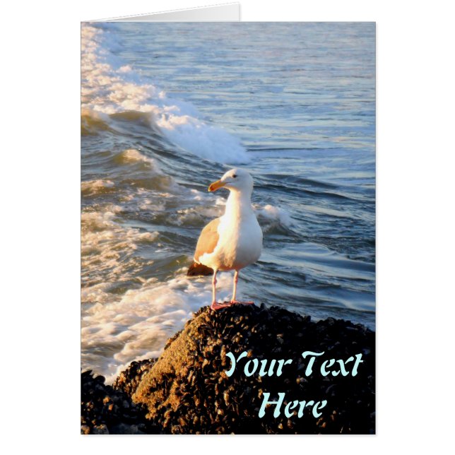 Fiskmås Hälsningskort (Framsidan)