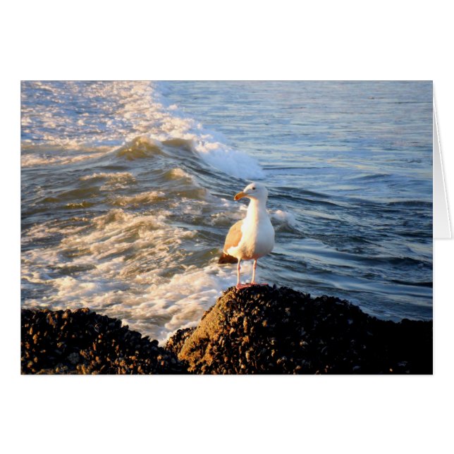 Fiskmås Hälsningskort (Framsidan Horizontal)