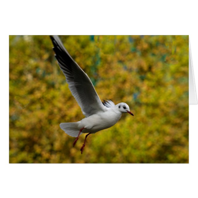 Fiskmås Hälsningskort (Framsidan Horizontal)