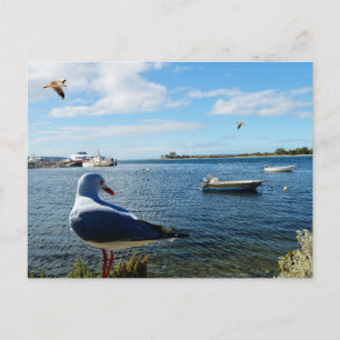 Fiskmås, havs och havsområden, vykort