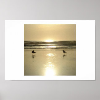 Fiskmås i Daytona Poster