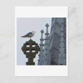 Fiskmås i Glasgow Vykort