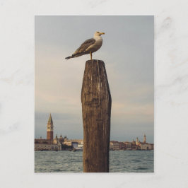 Fiskmås i Italien Venedig Vykort