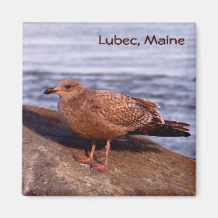 Fiskmås i Lubec, Maine Magnet