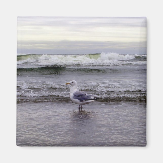 Fiskmås i Oceanen Magnet (Framsidan)