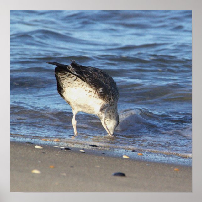 Fiskmås i Oceanen Poster (Framsidan)