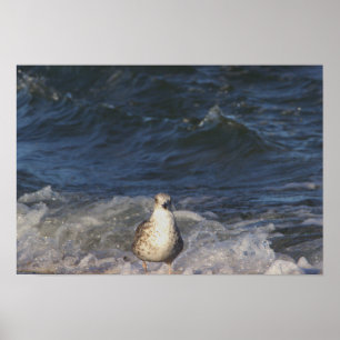 Fiskmås i Oceanen Poster