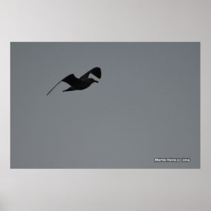 Fiskmås i Silhouette Poster