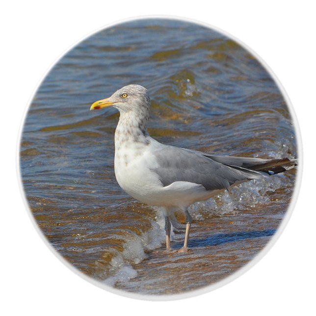 Fiskmås keramisk knopp (Framsidan)