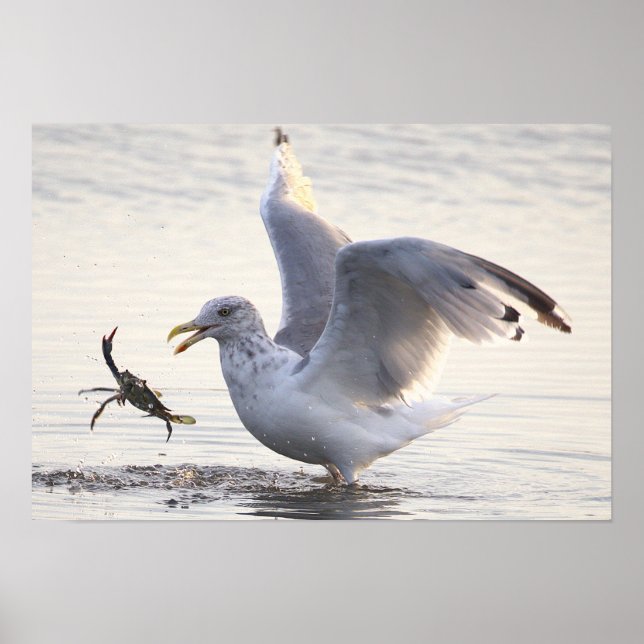 Fiskmås krabbfiske fotoaffisch poster (Framsidan)