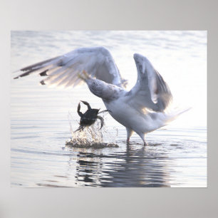 Fiskmås krabbfiske fotoaffisch poster