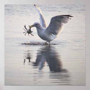 Fiskmås krabbfiske fotoaffisch poster