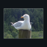 Fiskmås lägger sig ner  vykort<br><div class="desc">Fiskmås lägger sig ner

Andra produkter i denna design kan köpas från min butik

Mina produkter är designade från riktiga foton och videor som jag har tagit personligen. Jag använder inte AI för att förfalska några av mina bilder</div>