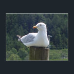 Fiskmås lägger sig ner  vykort<br><div class="desc">Fiskmås lägger sig ner

Andra produkter i denna design kan köpas från min butik

Mina produkter är designade från riktiga foton och videor som jag har tagit personligen. Jag använder inte AI för att förfalska några av mina bilder</div>