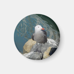 Fiskmås Larry Day Ken Gage Bird Photography Magnet