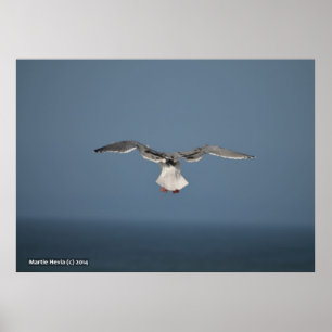 Fiskmås Löv Poster