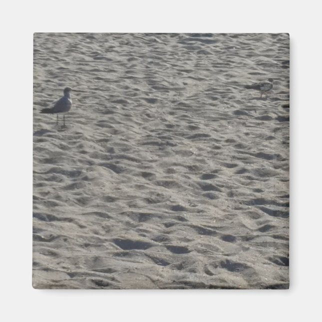 Fiskmås Magnet (Framsidan)