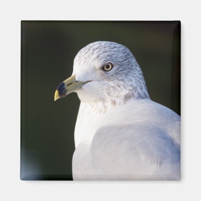 Fiskmås Magnet (Framsidan)