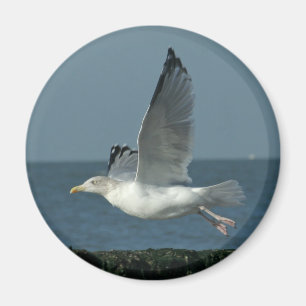 fiskmås magnet