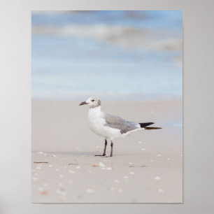 Fiskmås med Blå sjön och Seashells Poster