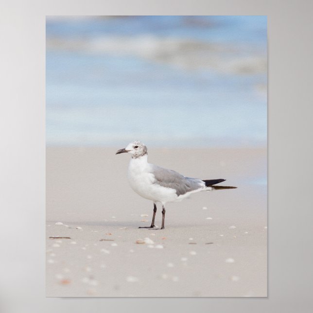 Fiskmås med blåhav och sjöar poster (Framsidan)