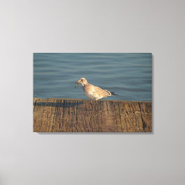 Fiskmås med Dragonfly Catch | Tropiskt foto Canvastryck