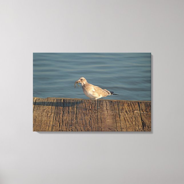 Fiskmås med Dragonfly Catch | Tropiskt foto Canvastryck (Framsida)