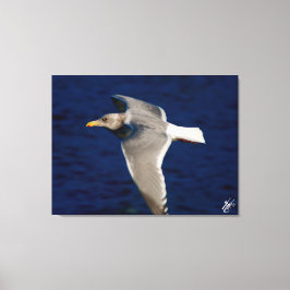 Fiskmås, mittplan i Mutiny Bay Canvastryck