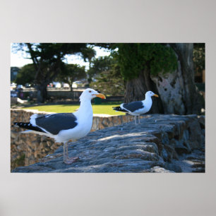 Fiskmås, Monterey Poster