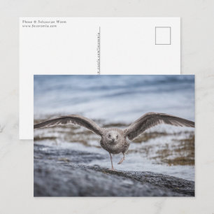Fiskmås naturfoto vykort