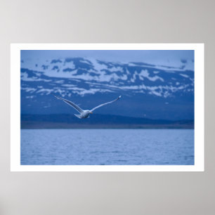 Fiskmås Norska frihetsplikten Poster