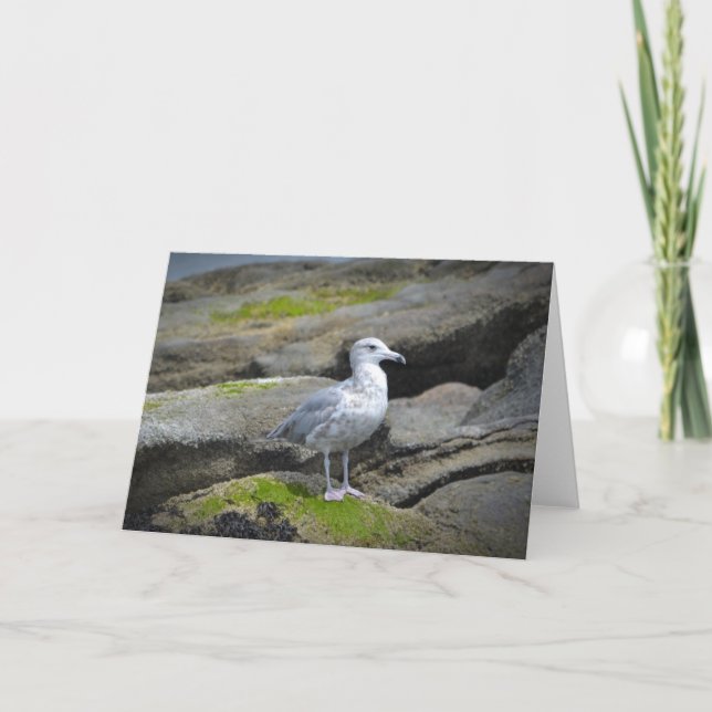 Fiskmås Notecard Kort (Framsida)